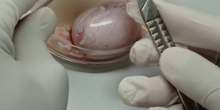 Inovação na reprodução