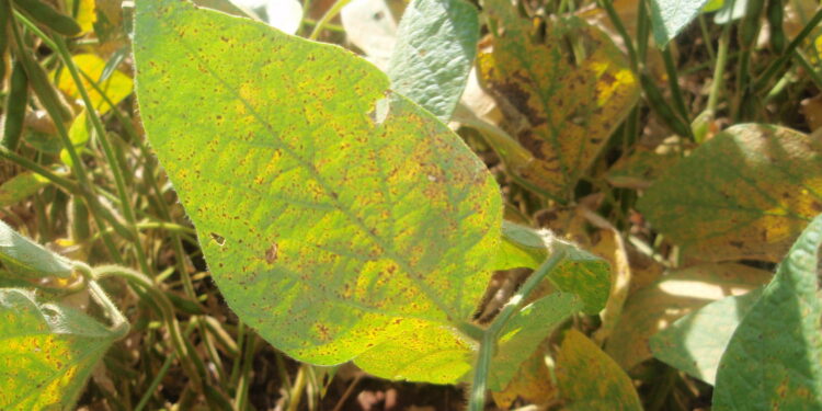 Ferrugem: as assertivas estratégias de enfrentamento