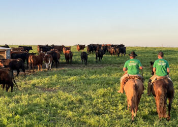 TIP possibilita ganhos maiores que o confinamento