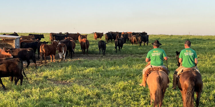 TIP possibilita ganhos maiores que o confinamento