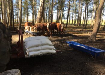 TIP é o melhor de dois mundos