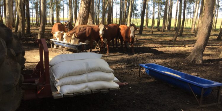 TIP é o melhor de dois mundos
