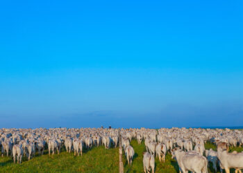 Maior rebanho do Brasil