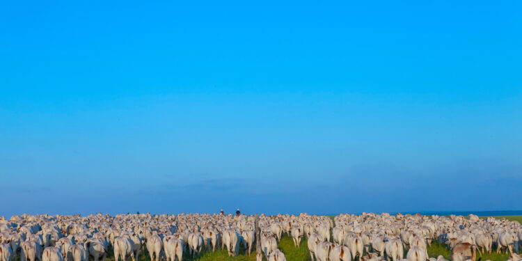 Maior rebanho do Brasil