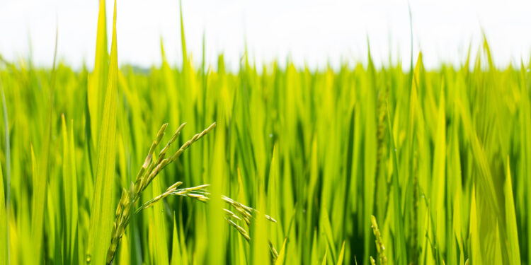 Cultivares da SeedCorp I HO com adaptabilidade e teto produtivo a todas as regiões