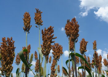 Já pensou em investir no sorgo?