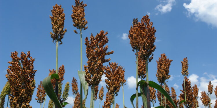 Já pensou em investir no sorgo?