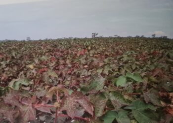 Mancha ramulária ganha mais expressividade e impõe desafios