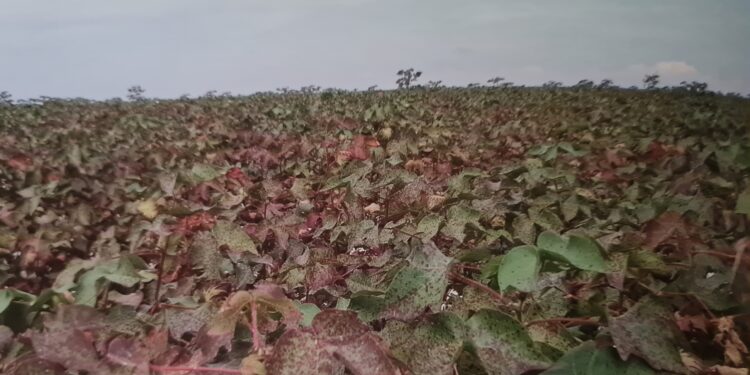 Mancha ramulária ganha mais expressividade e impõe desafios