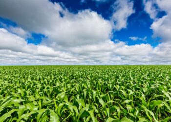 Práticas fundamentais contra os patógenos