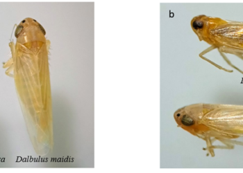 A nova praga dos milharais: a cigarrinha africana
