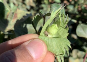 O perigoso bicudo não é a única ameaça