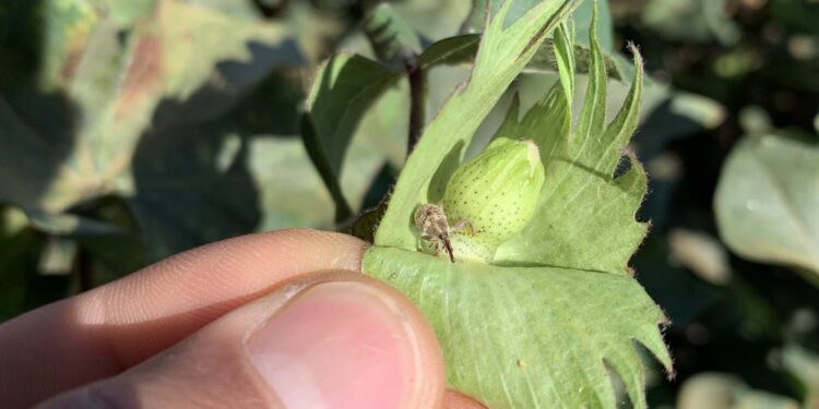 O perigoso bicudo não é a única ameaça