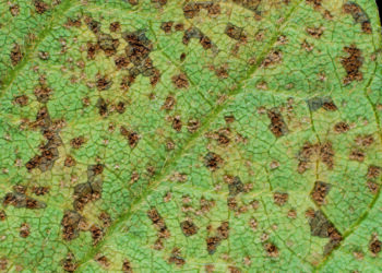 Muito além da ferrugem asiática