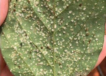 Controle biológico como alternativa de controle da mosca-branca