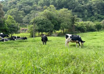 Olho na vacas, foco no bem-estar e no lucro