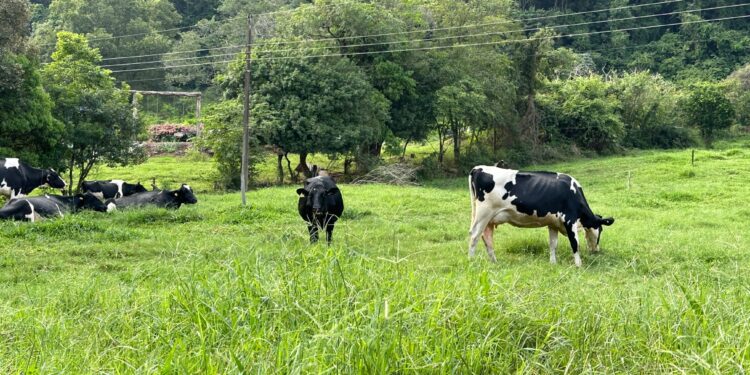Olho na vacas, foco no bem-estar e no lucro
