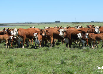 Estratégias para gestão da estação de monta