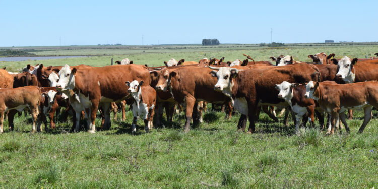 Estratégias para gestão da estação de monta