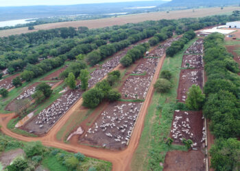 Confinamentos substituem antibiótico por extratos vegetais