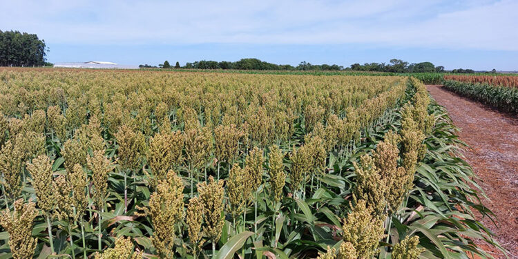 Nova alternativa de híbrido de sorgo
