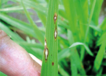 Atenção total e sempre à danosa brusone 