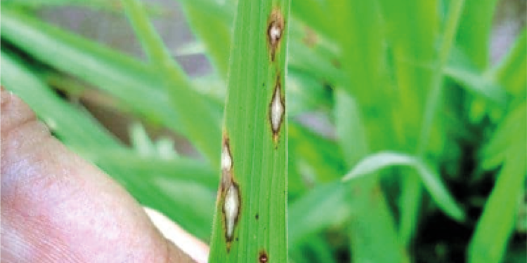 Atenção total e sempre à danosa brusone 