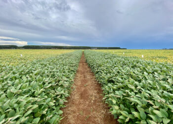O horizonte é sustentável e biológico