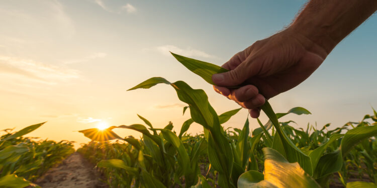 Aliados para um futuro equilibrado na agricultura