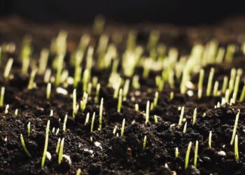 A (bio) revolução da agricultura