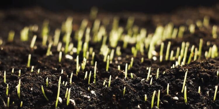 A (bio) revolução da agricultura