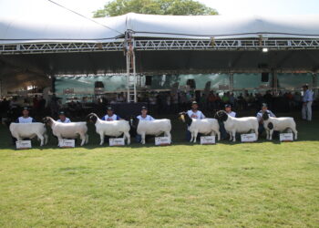 Criadores de Dorper e White Dorper promovem a maior exposição nacional em 16 anos