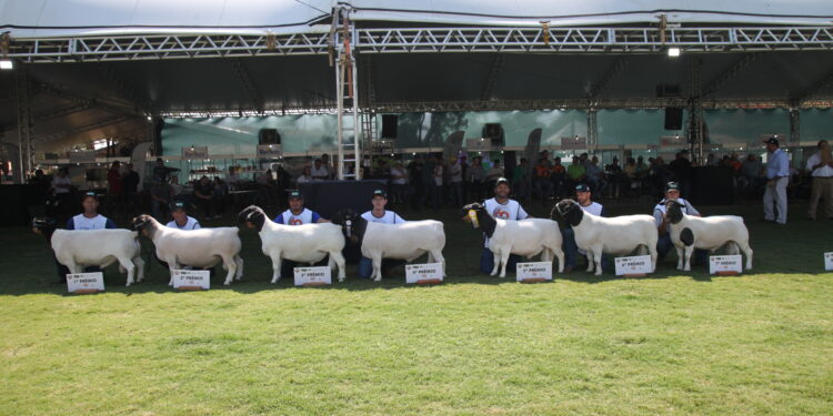 Criadores de Dorper e White Dorper promovem a maior exposição nacional em 16 anos