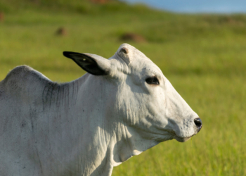 A entressafra chegou