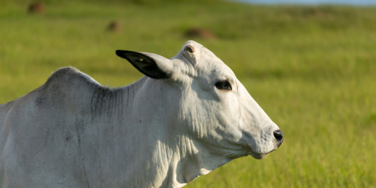 A entressafra chegou