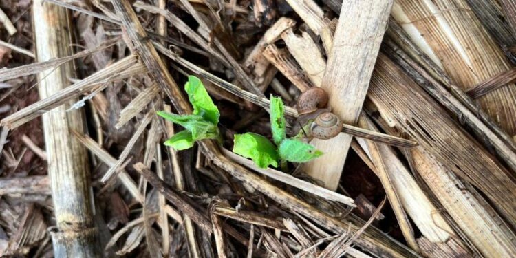 Moluscicida para o controle de lesmas e caracóis na soja