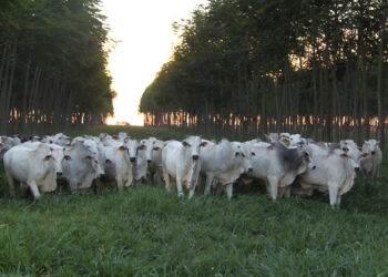 Estudo comprova sustentabilidade da integração