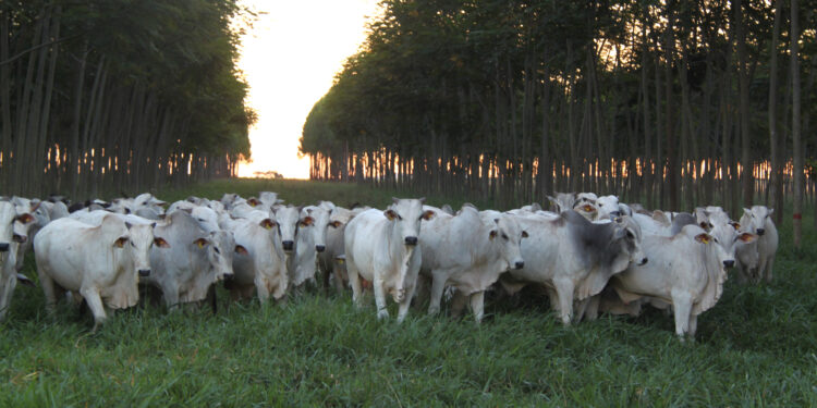 Estudo comprova sustentabilidade da integração