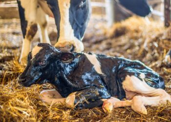 Morte de bezerros por diarreia é um grande desafio 