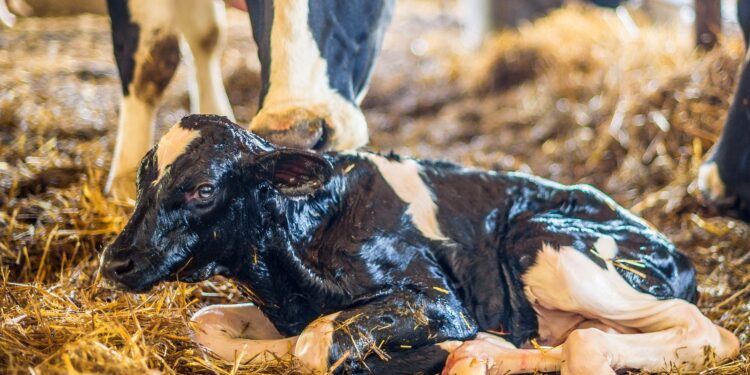 Morte de bezerros por diarreia é um grande desafio 