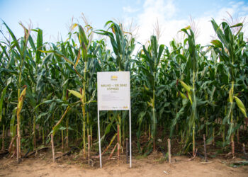 Novo milho híbrido tolera lagartas e glifosato