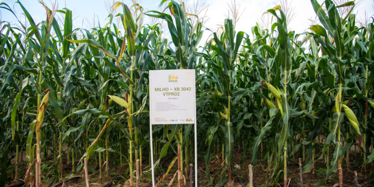 Novo milho híbrido tolera lagartas e glifosato