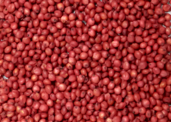 Sorgo: sementes tratadas para o máximo desempenho