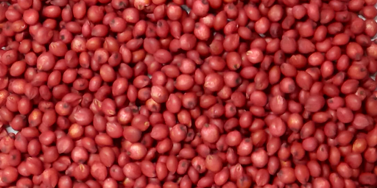 Sorgo: sementes tratadas para o máximo desempenho
