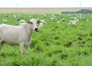 Número dispara em 2023