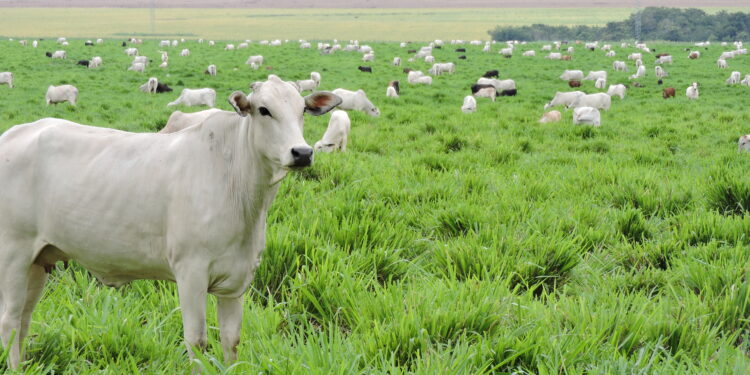 Número dispara em 2023