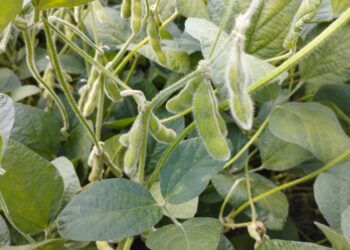 As tendências do controle biológico na soja