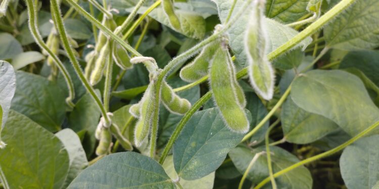 As tendências do controle biológico na soja