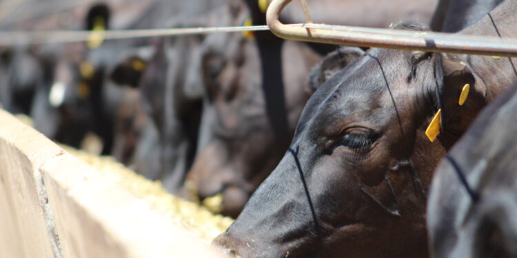 Ano de prejuízos generalizados no setor