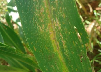 Milho: qual a dimensão das perdas causadas pelas doenças